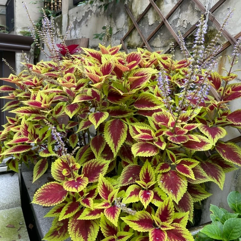 彩叶草净化空气喜阳耐晒绿植庭院阳台花好看好养五彩苏观叶盆栽