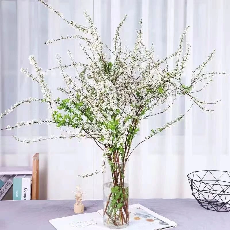 水养雪柳干支遇水发芽开花耐寒四季好养居家室内装饰水培植物花卉