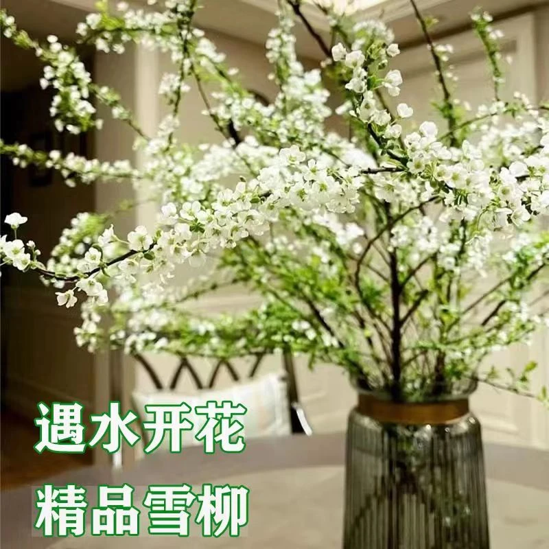 雪柳干枝水培植物耐寒室内四季好养真花插水绿植干花遇水开花清香