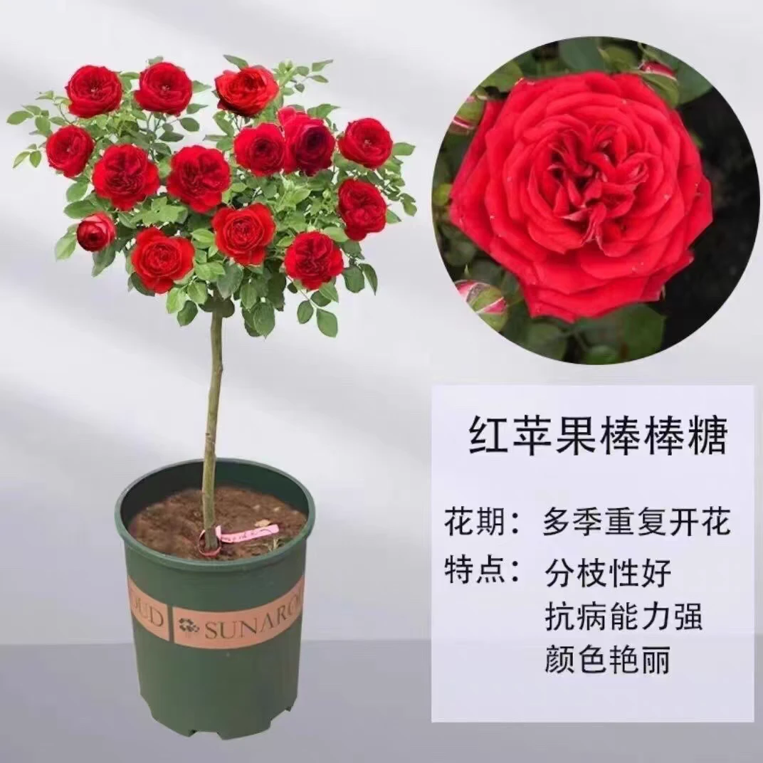 树状月季花苗特大花盆栽树形树桩庭院嫁接玫瑰棒棒糖浓香高杆花卉