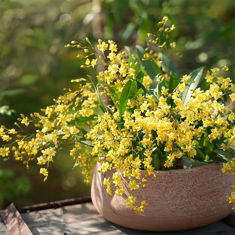 梦香兰浓香型基地直发
