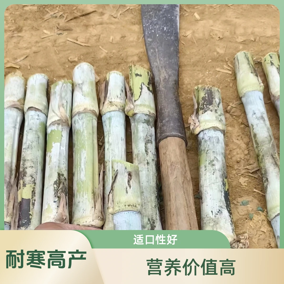 (甘蔗草)耐寒高产 优质 节杆粗大 现砍现发新鲜 饲料牧草
