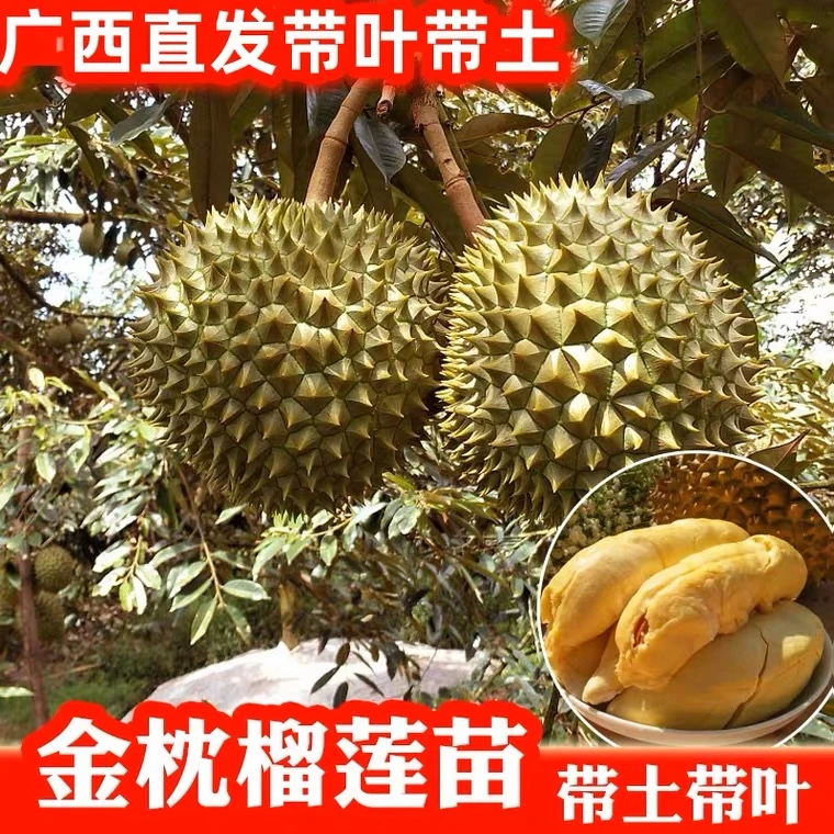 金枕榴莲苗猫山榴莲苗黑刺榴莲苗嫁接苗带土带叶子正宗榴莲苗广西