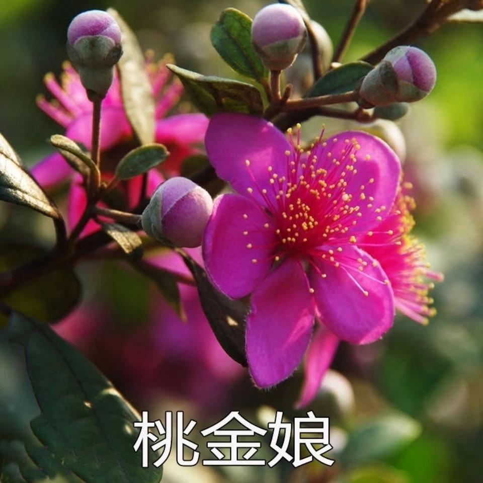 一物一拍各种果树苗直播间专拍