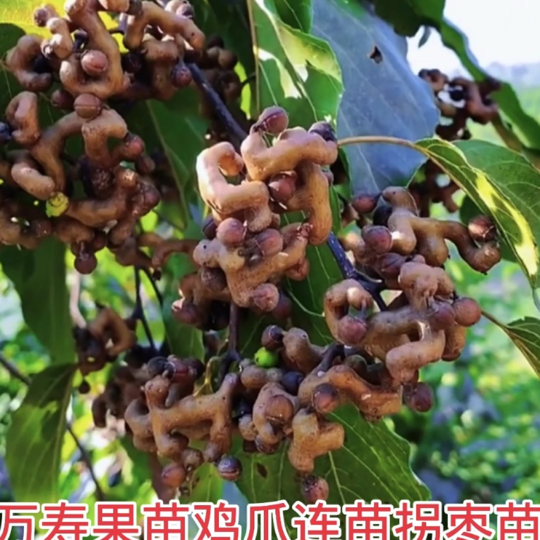 万寿果苗拐枣苗鸡爪连苗嫁接带土庭院阳台盆栽地栽绿化果苗南北种