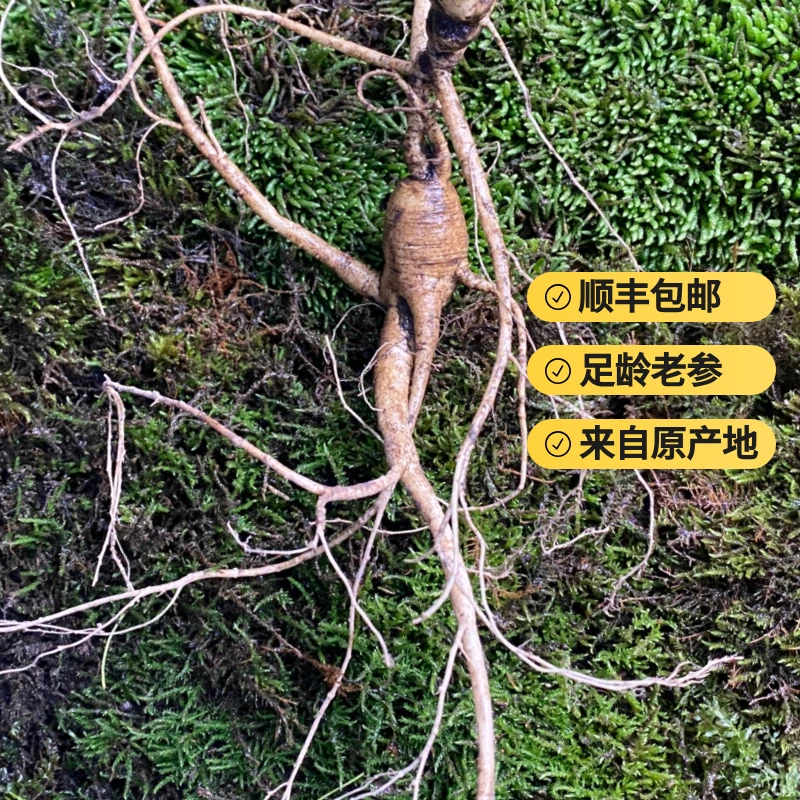 东北林下山参桓仁人参煲汤现选现发直播专属