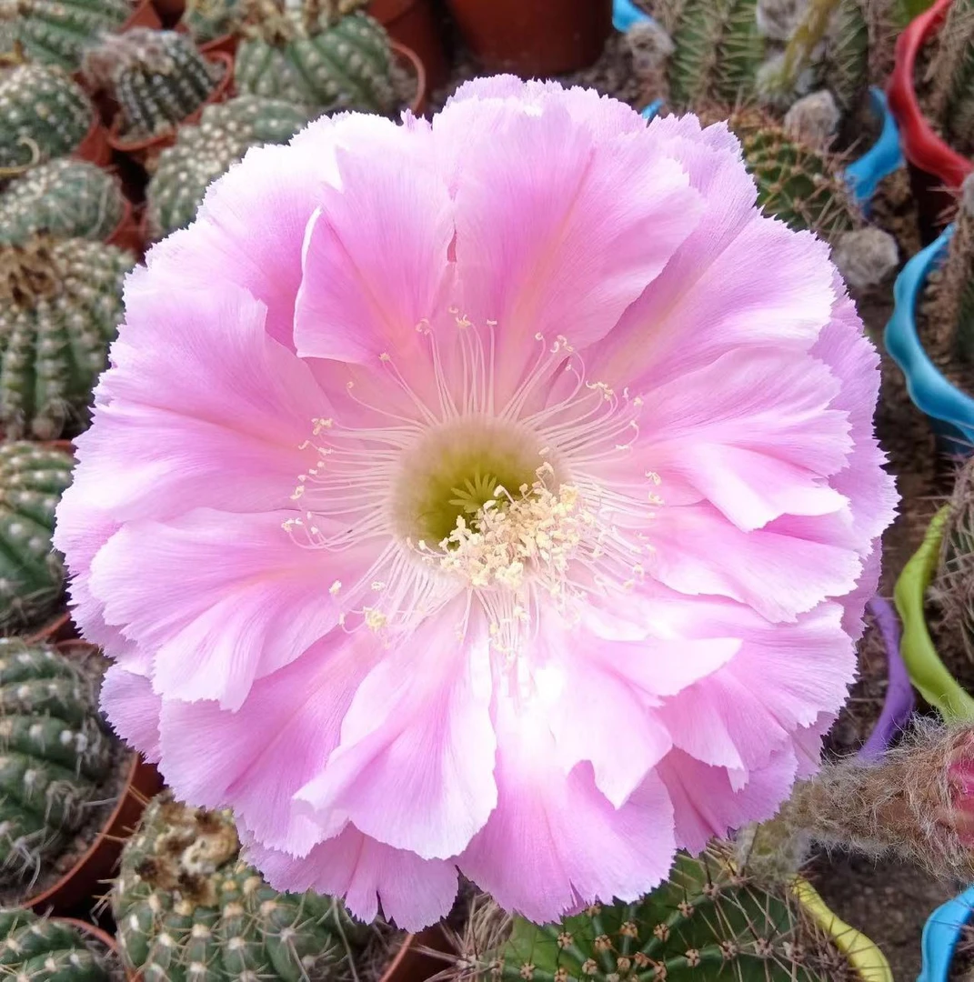 自根品种球（云端）裸根脱土发货摘花、偏远不包邮