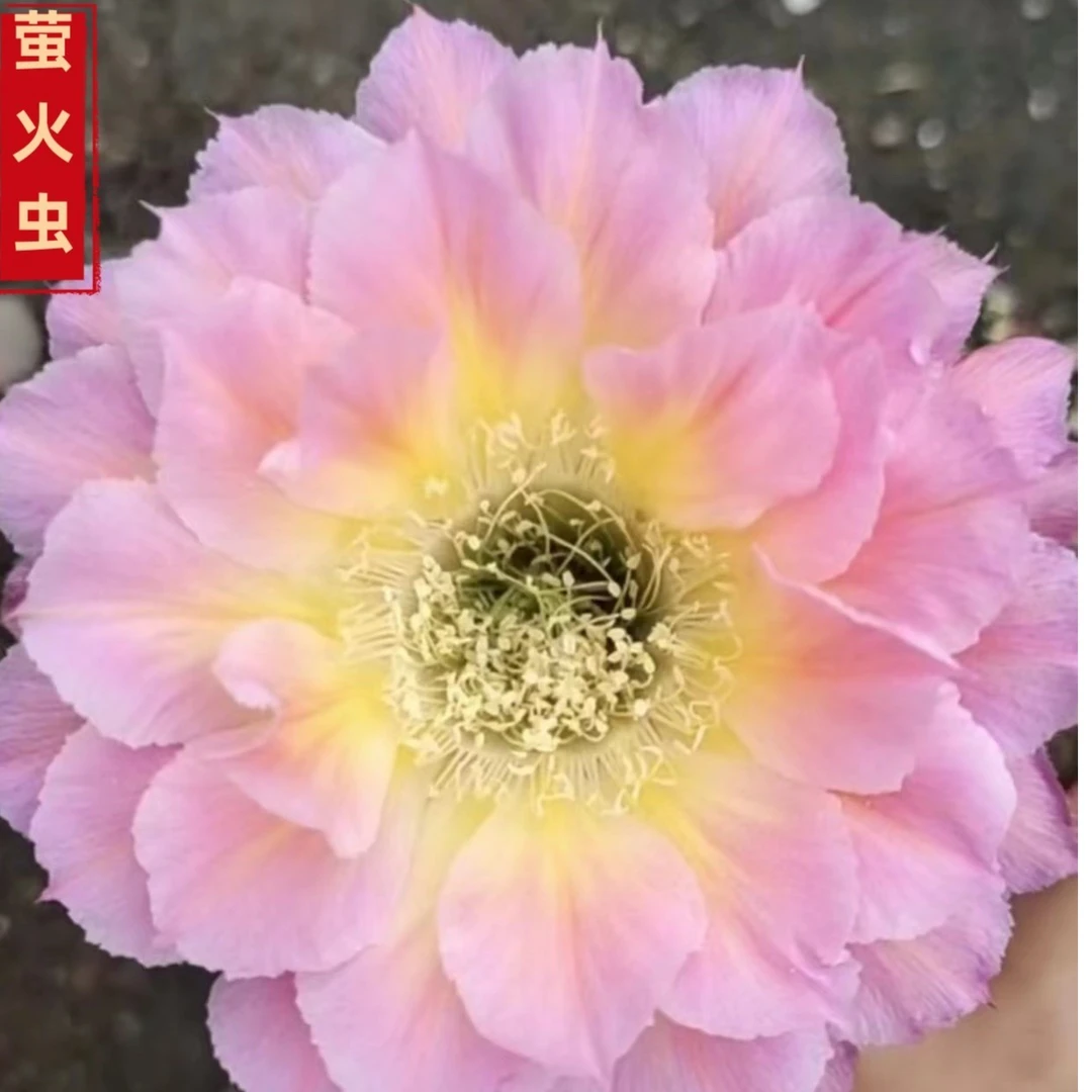 自根萤火虫 （自根对版花色如图） （裸根脱土、摘花、偏远不包邮）