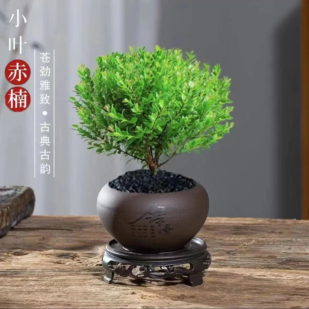 家有赤楠万事不难金丝楠木室内绿植盆栽水培植物正宗批发金钱树