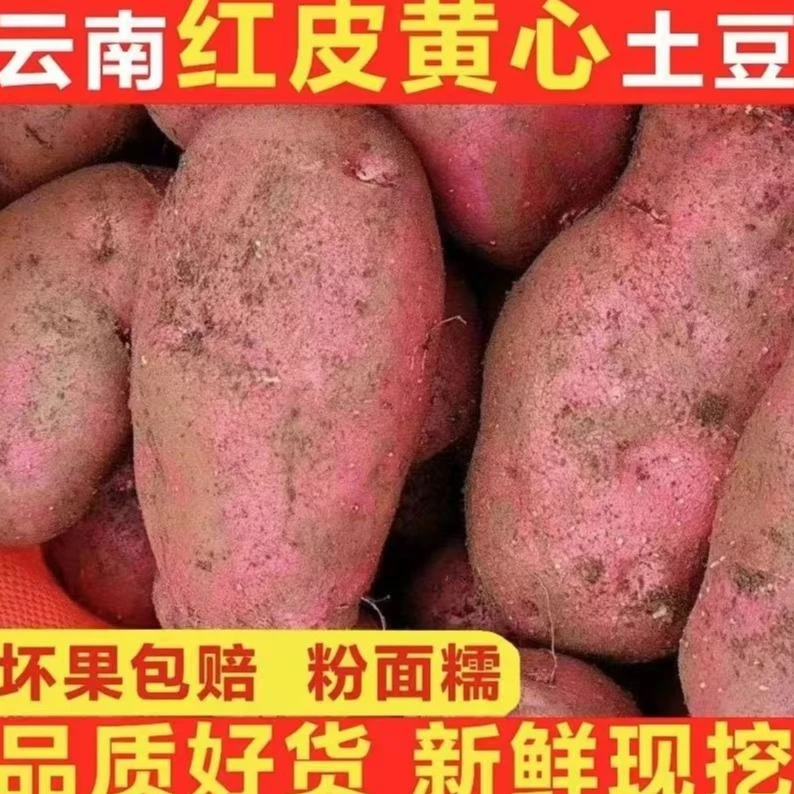 云南今年新鲜红皮黄心土豆高原农家种现挖口感粉面产地直发全国