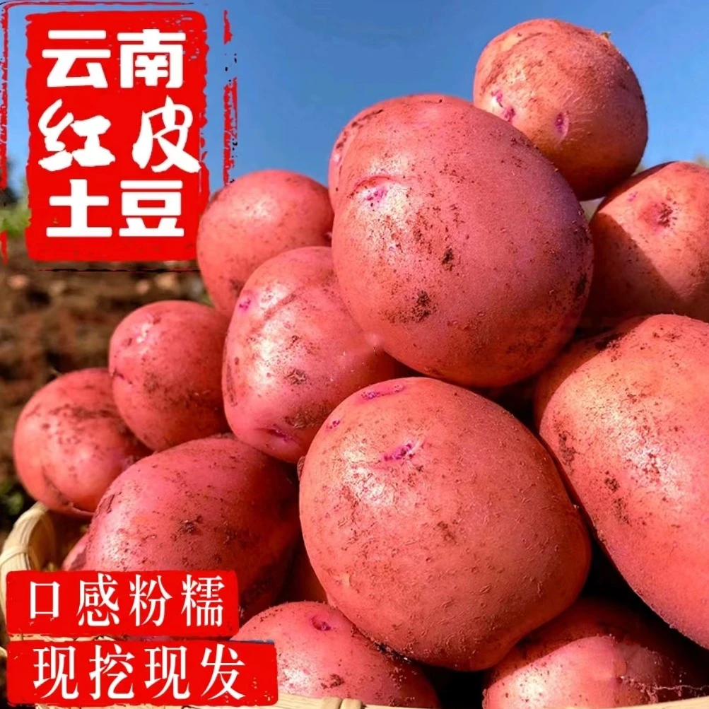 云南红皮土豆正宗当季新鲜现挖高山黄心大洋芋整箱农家自种包邮价