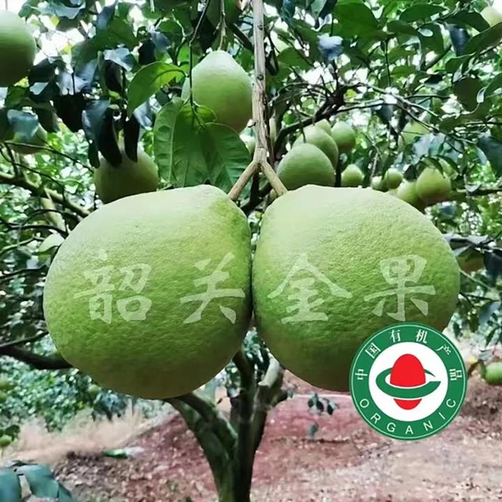 金果柚韶关金果柚现摘现发纯甜无酸水分充足
