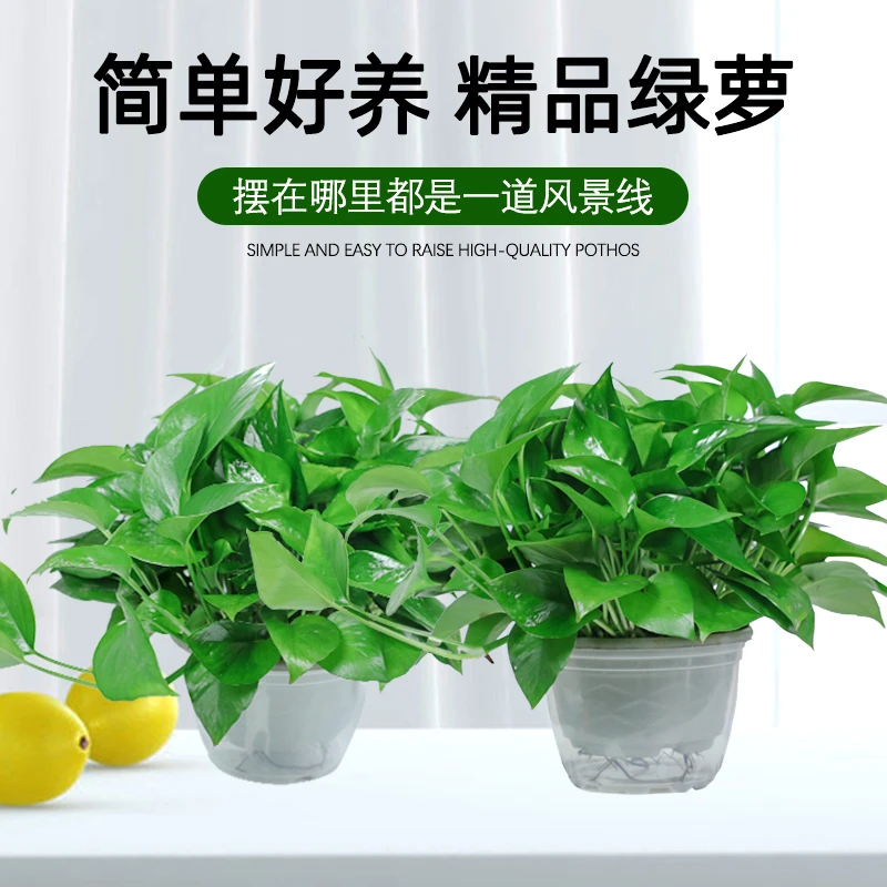 基地自养白盆绿萝新房除甲醛绿植花卉植物室内阳台原盆绿萝好养活