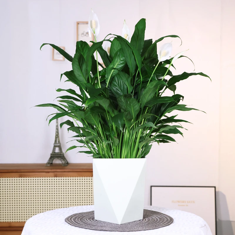 白掌盆栽植物室内花卉好养土培一帆风顺降温阳台水养四季常青绿植