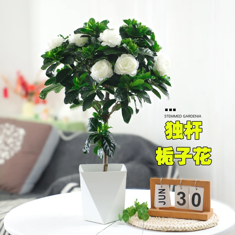 独杆栀子花盆栽带花苞老桩树苗室外大叶牡丹棒棒糖阳台浓香型花卉