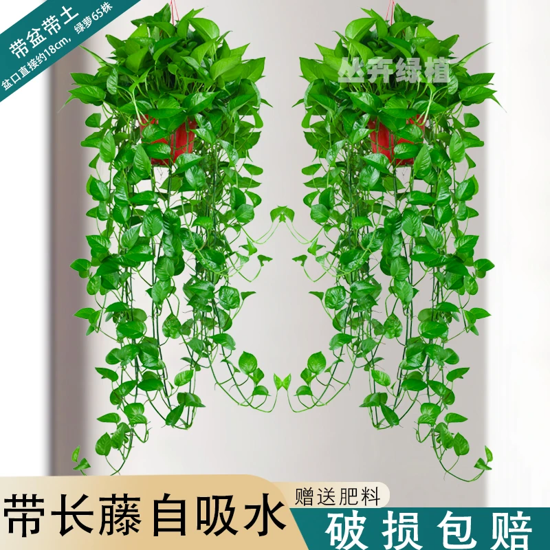 180长藤绿萝垂吊客厅吊兰花卉植物盆栽大绿箩爬墙美观长藤款常绿