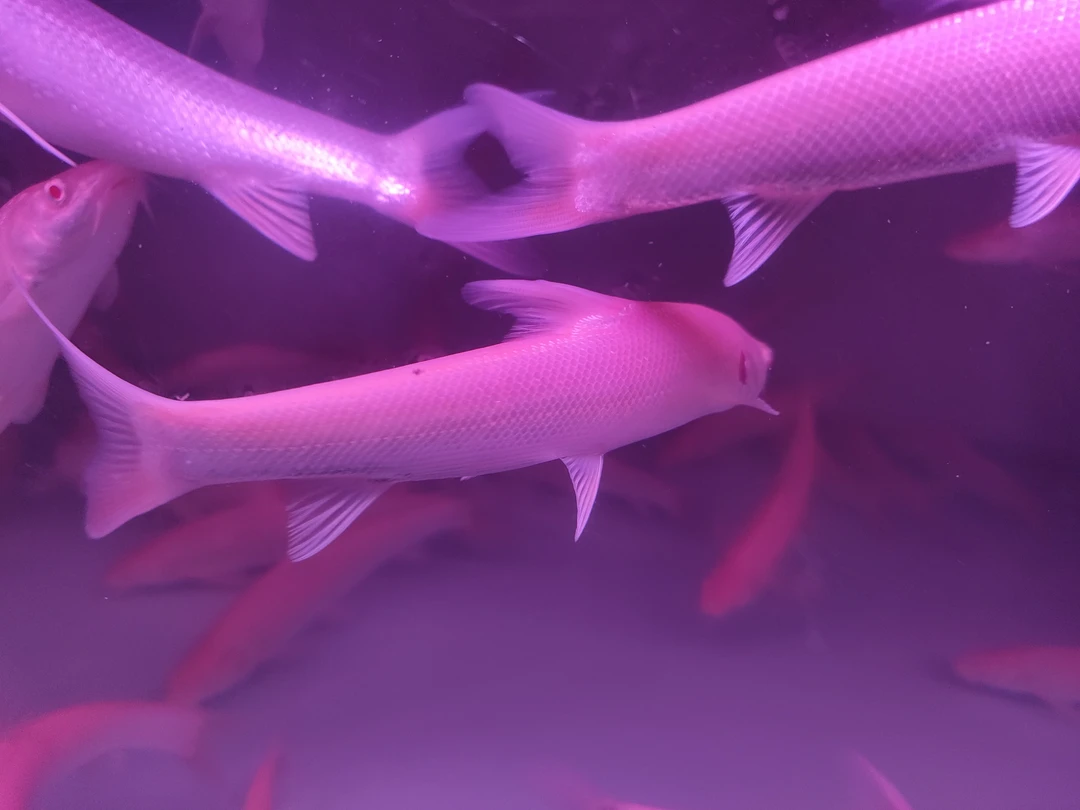 活体宠物热带大型观赏鱼  招财龙