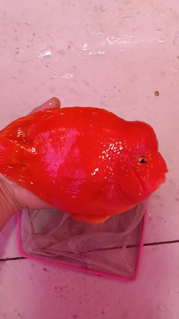 大型热带观赏鱼活体鹦鹉财神鱼