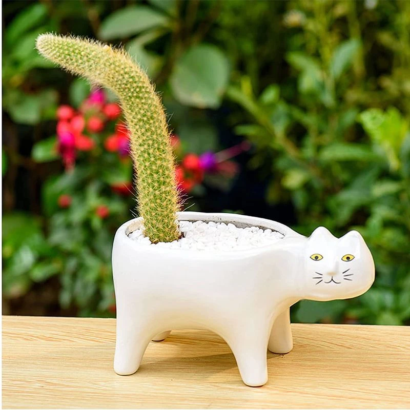 新鲜高颜值奇趣好玩九尾狐猴尾柱可爱猫猫花盆多肉植物桌面小盆栽