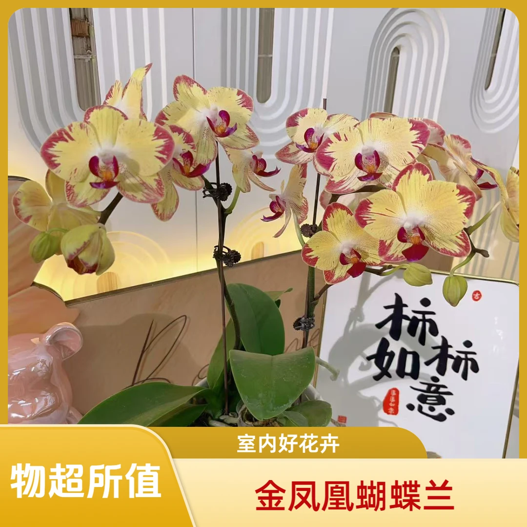 九仙嶂[金凤凰]精品蝴蝶兰室内花卉（宝贝加油闪电）