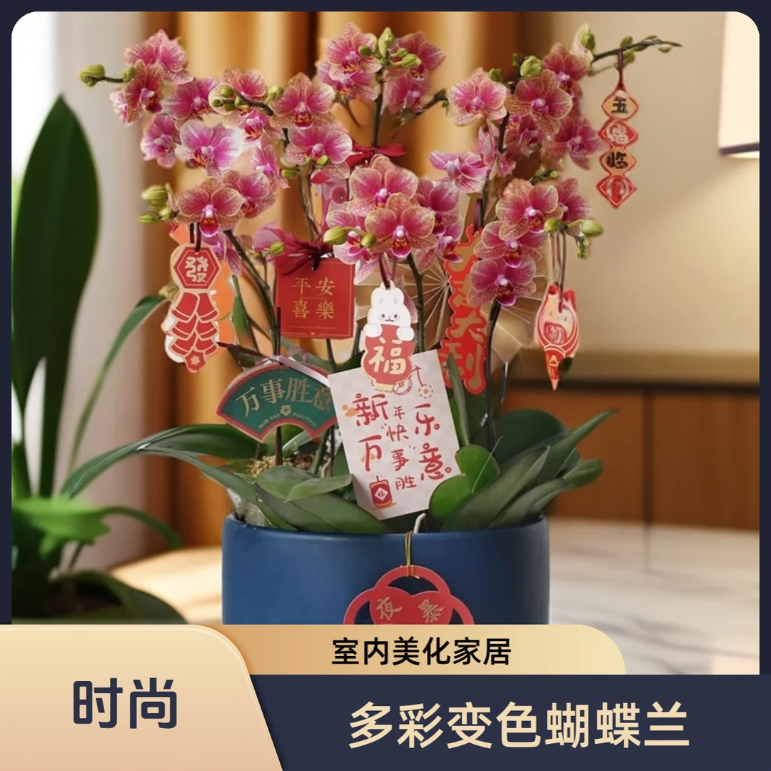 九仙嶂【吉祥金蝶】精品蝴蝶兰室内花卉