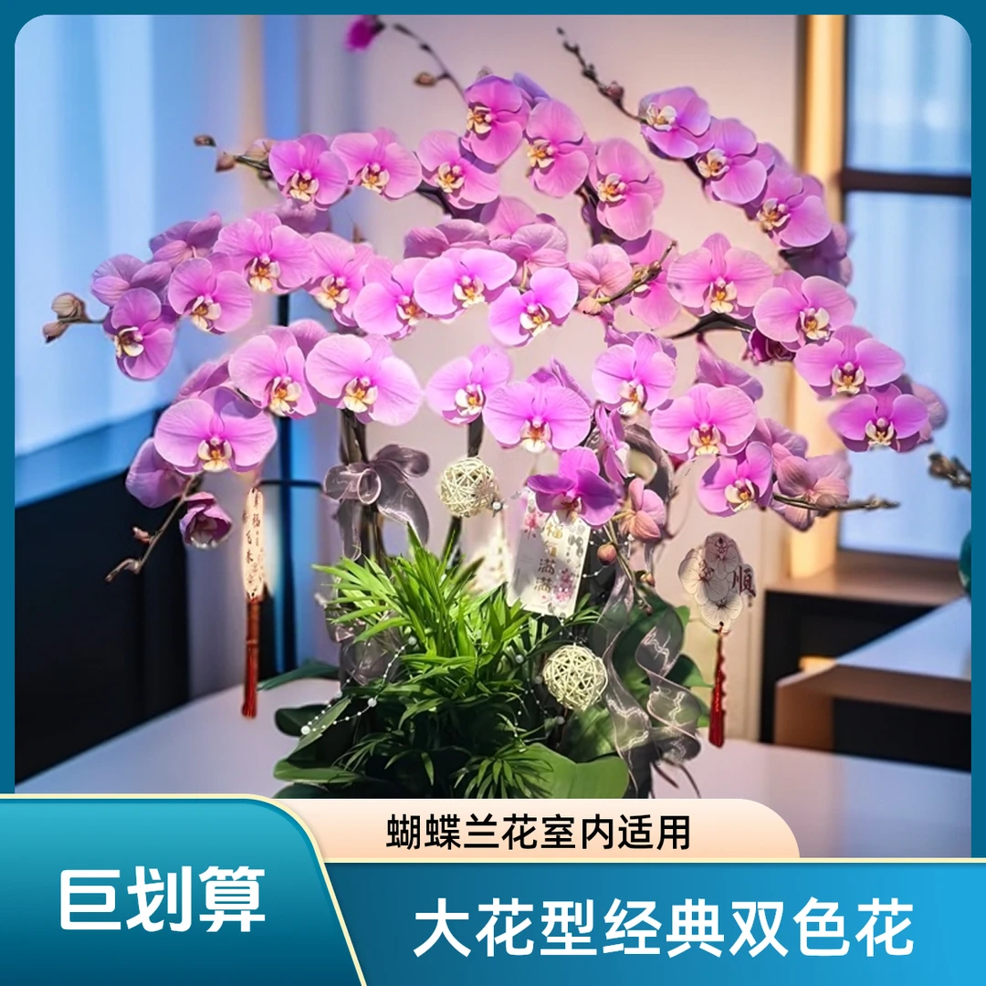 [安娜公主]年宵花室内客厅高端花卉