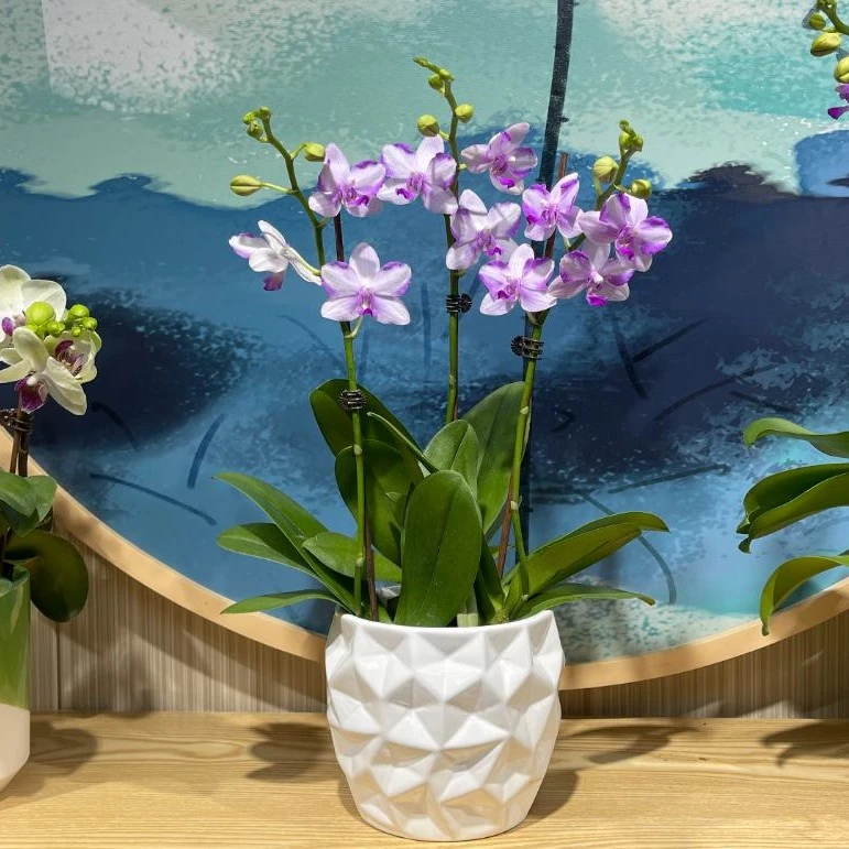 【紫水晶】· 蝴蝶兰花卉/盆栽/绿植/水苔/换盆/四季好养