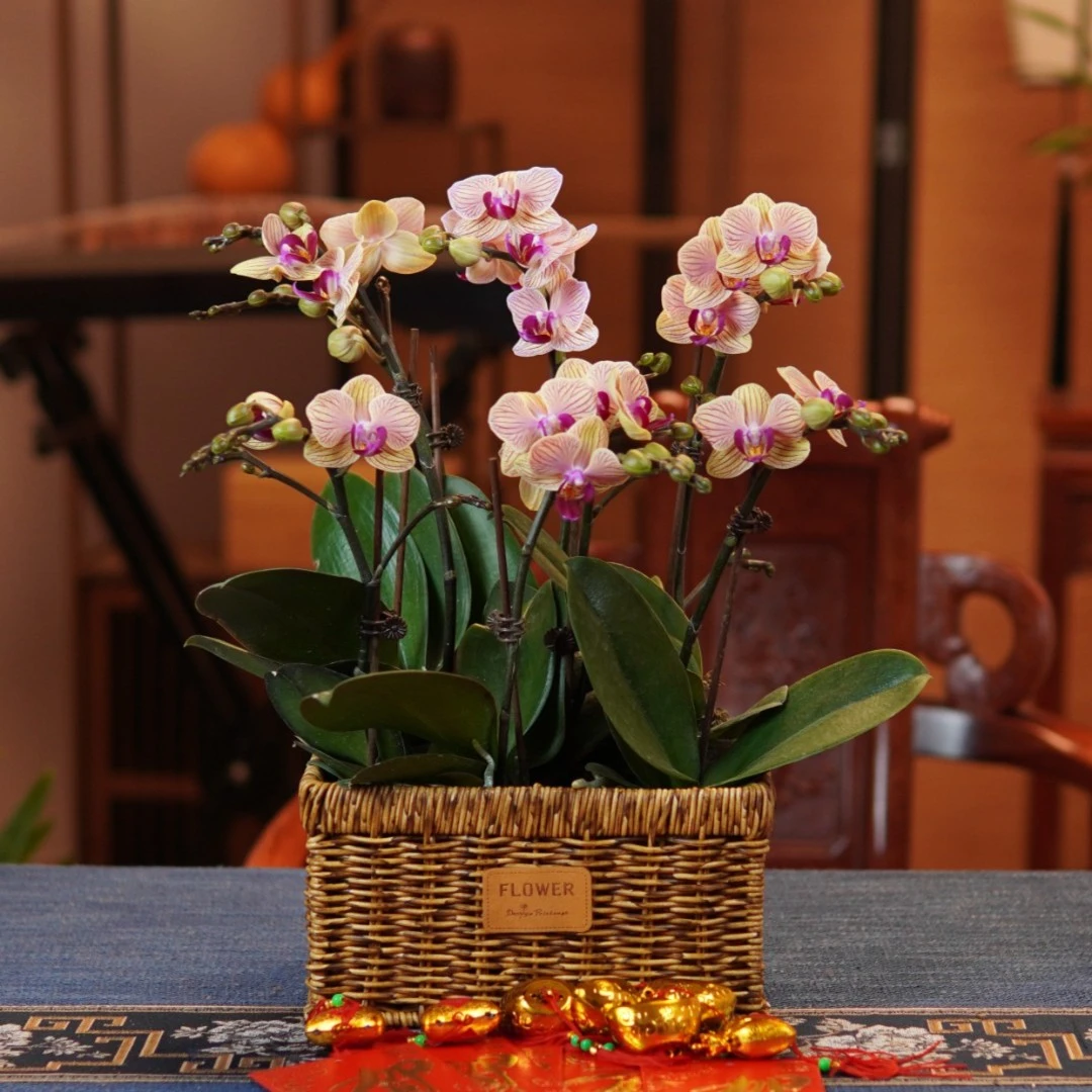 小蜜蜂 · 蝴蝶兰花卉/盆栽/绿植/水苔/换盆/四季好养橙色养护