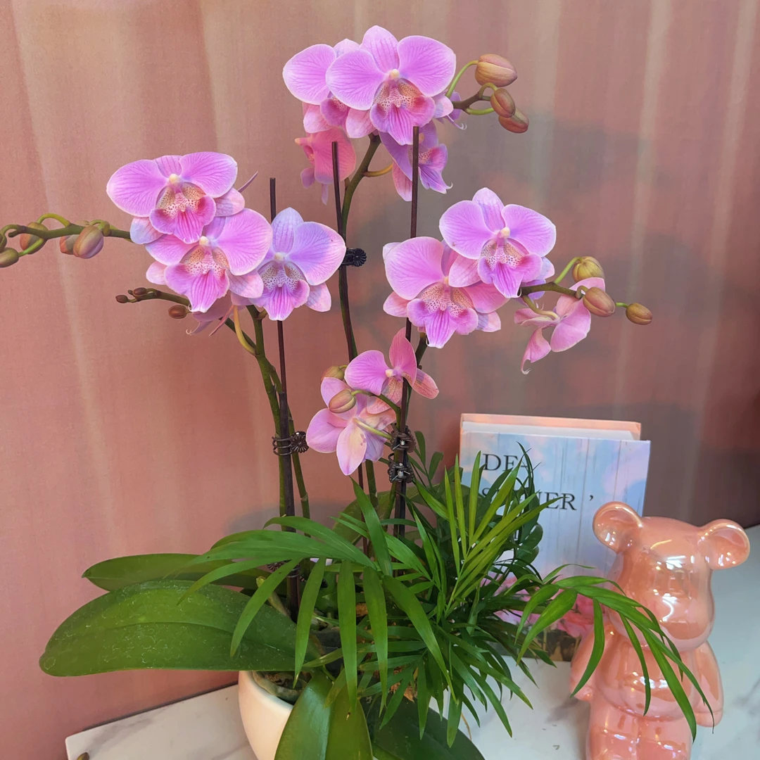 [蜜桃] 精品蝴蝶兰室内花卉（爱情天使）