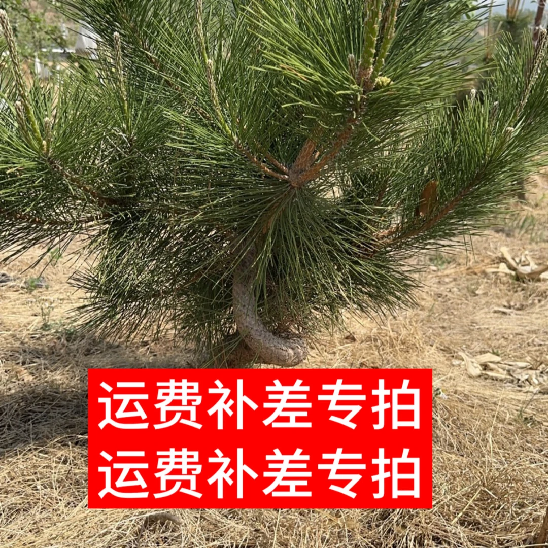 枣树苗（运费补差价）