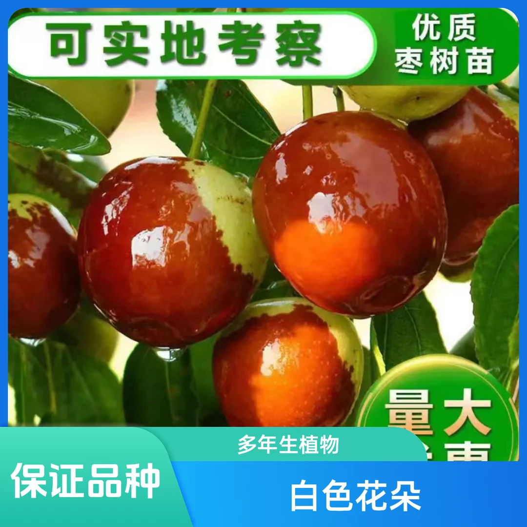 正宗冰糖枣树苗阳台庭院种植耐热耐严寒优质高产