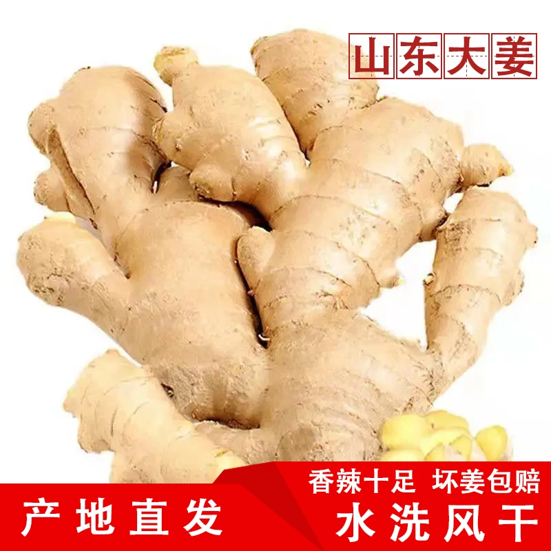 生姜老姜新鲜浓郁山东大姜干净无土生姜大黄姜月子姜生鲜姜1g包赔