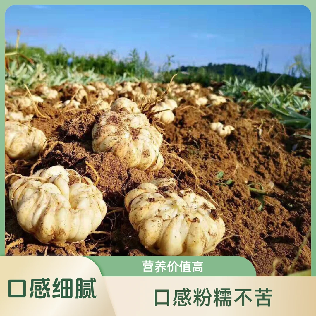 正宗湖南隆回新鲜百合优质龙牙百合产地直销百合银耳羹粉糯不苦