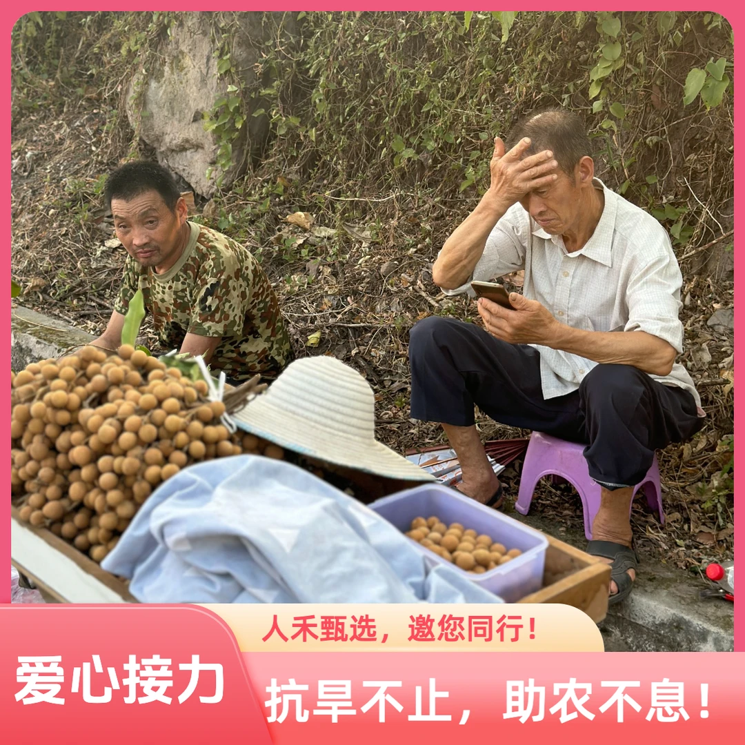 【京东川渝专享】泸州桂圆 泸州龙眼 抗旱不止，助农不息！《助力泸州》