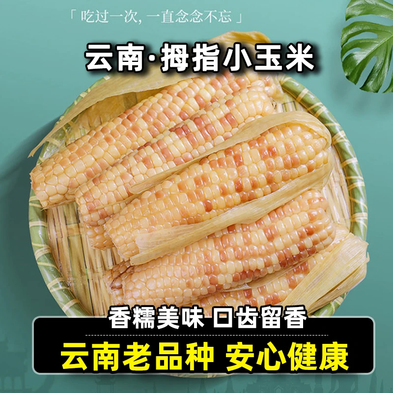 鑫选 生态云南古法种植老品种拇指玉米紫玉米白糯2~4斤 真空包装