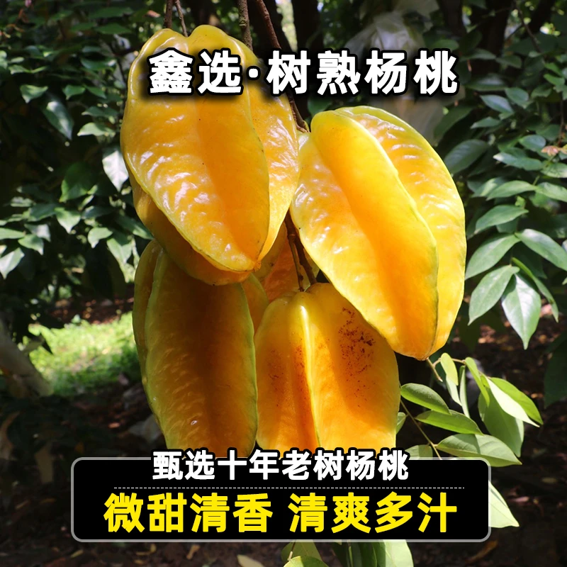 鑫选 福建树熟杨桃4-4.5斤微甜清香清爽多汁新鲜采摘水果顺丰直发