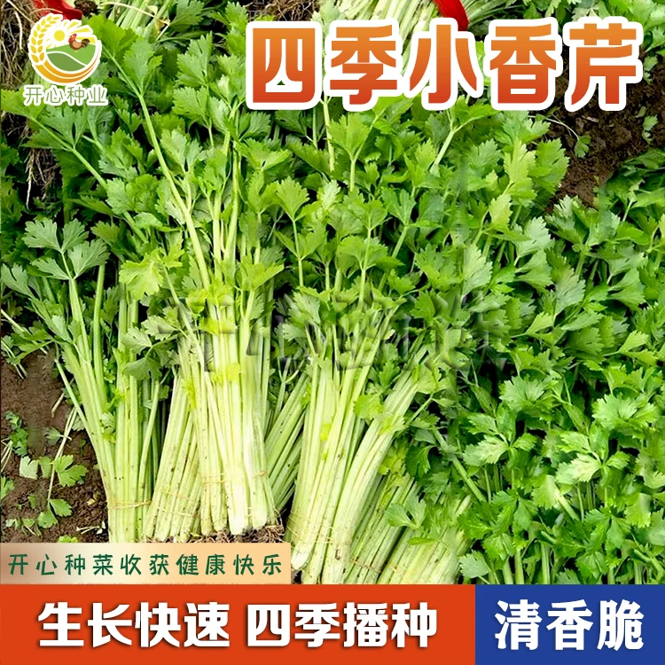【开心甄选】四季小香芹种子农家菜园阳台盆栽挺远主材小芹菜种子