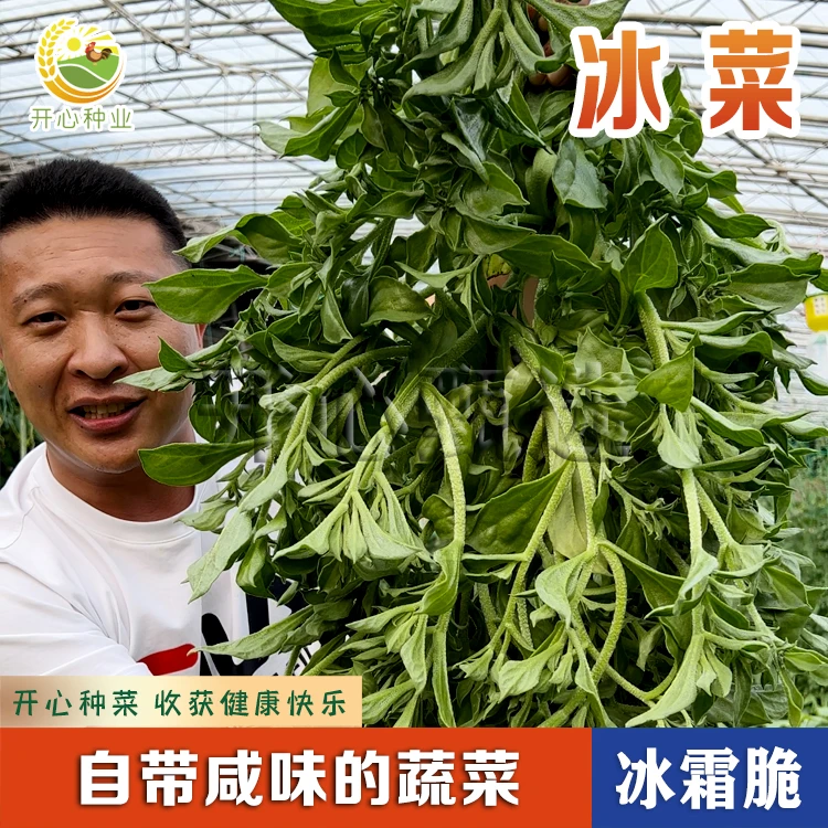 【开心甄选】冰菜种子自带冰晶水晶冰草适合小院室内阳台盆栽蔬菜