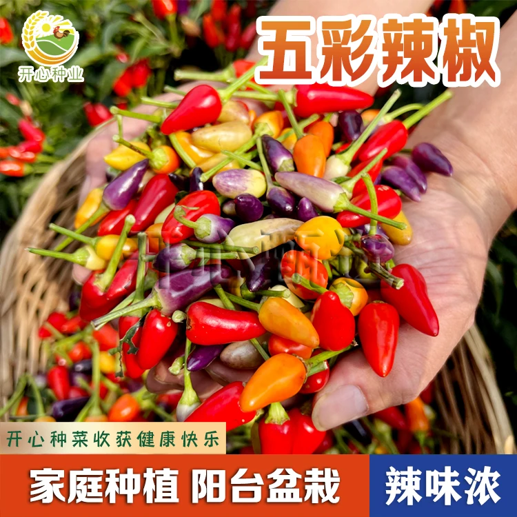 【开心甄选】迷你七彩辣椒种子五彩辣椒可观赏可食用四季盆栽种籽