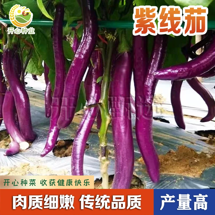 【开心甄选】早熟线茄种子茄子种籽肉质柔嫩家庭小院种植发芽率高