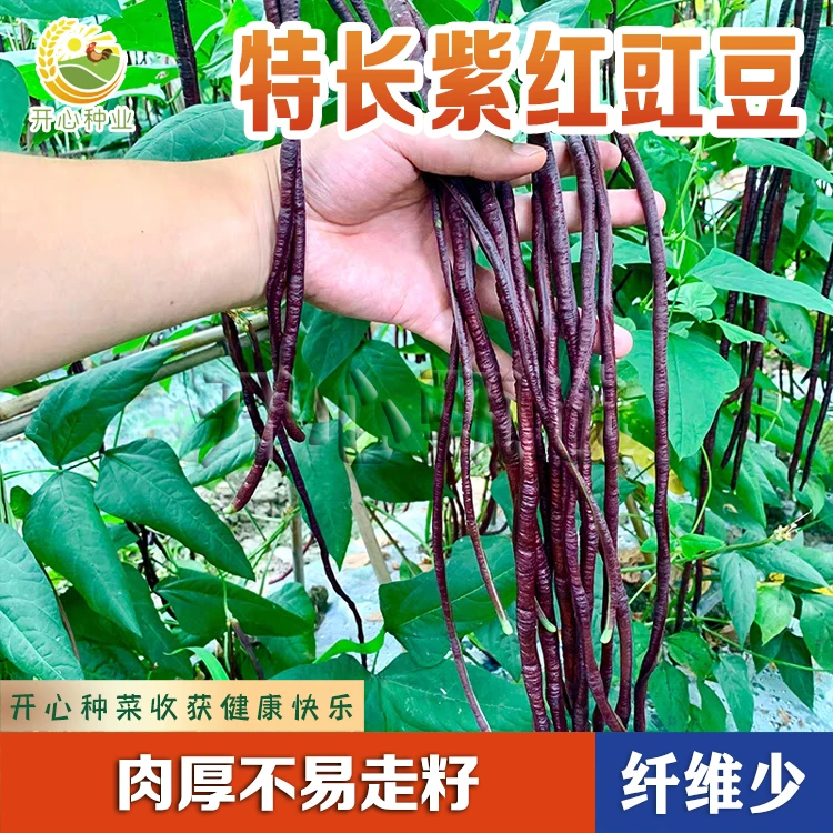 【开心】特长紫红豇豆种子 小院种植红豆角种籽豇豆春秋搭架蔬菜籽