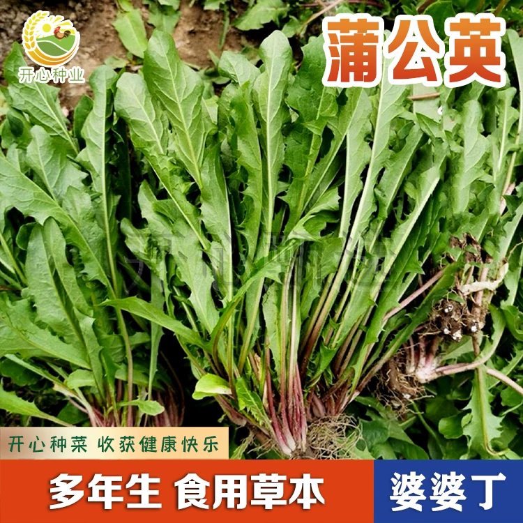【开心甄选】食用蒲公英种子四季阳台盆栽小院种植蔬菜易种种子