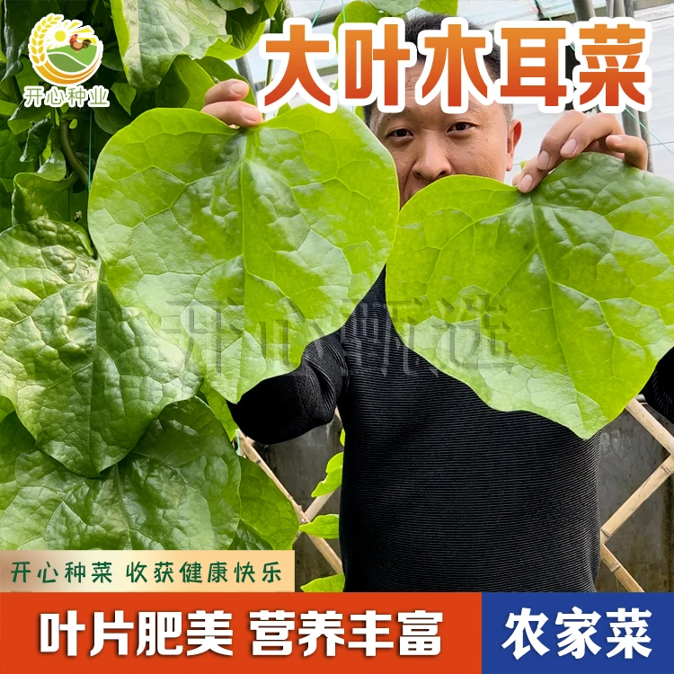 【开心】大叶木耳菜种子四季盆栽小院种植爬藤红玉青梗菜蔬菜籽高产