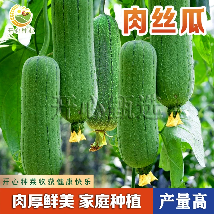 【开心甄选】肉丝瓜种子籽好吃营养农家小院简单种植可阳台盆栽优选