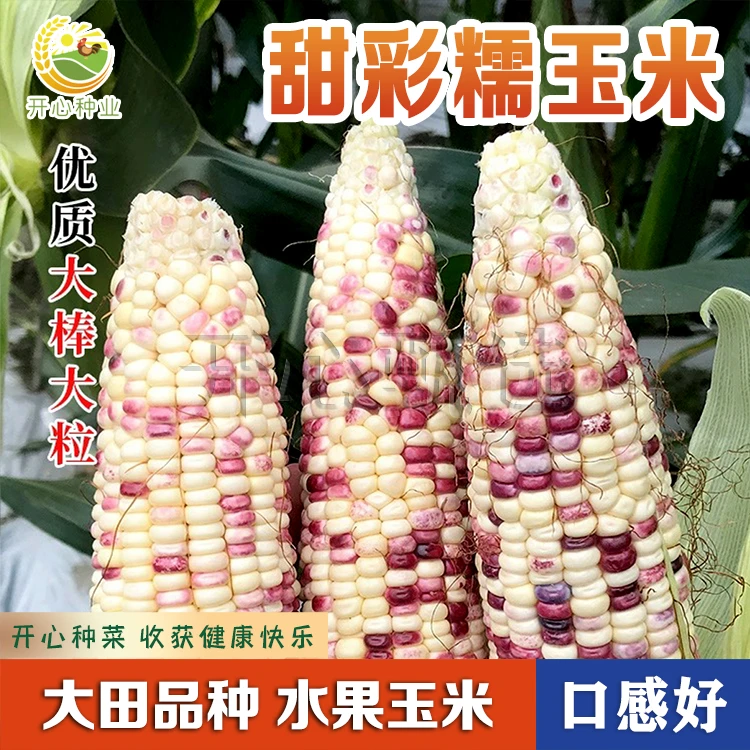 【开心甄选】彩甜糯玉米种子春秋种植玉米种子超甜糯水果玉米种籽