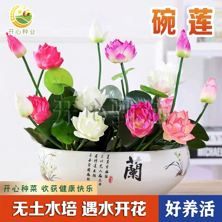 多色混色开口碗莲水培盆栽荷花种子植物睡莲阳台客厅四季多年生