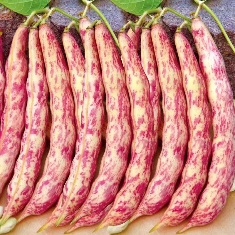 东北红金勾钩豆角种子种籽炖肉沟扁豆芸豆红豆角四季黄金钩大全