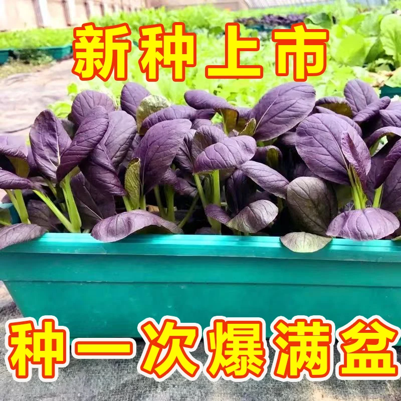 超耐热紫罗兰紫油菜种籽紫色上海青小青菜四季播阳台盆栽蔬菜种子