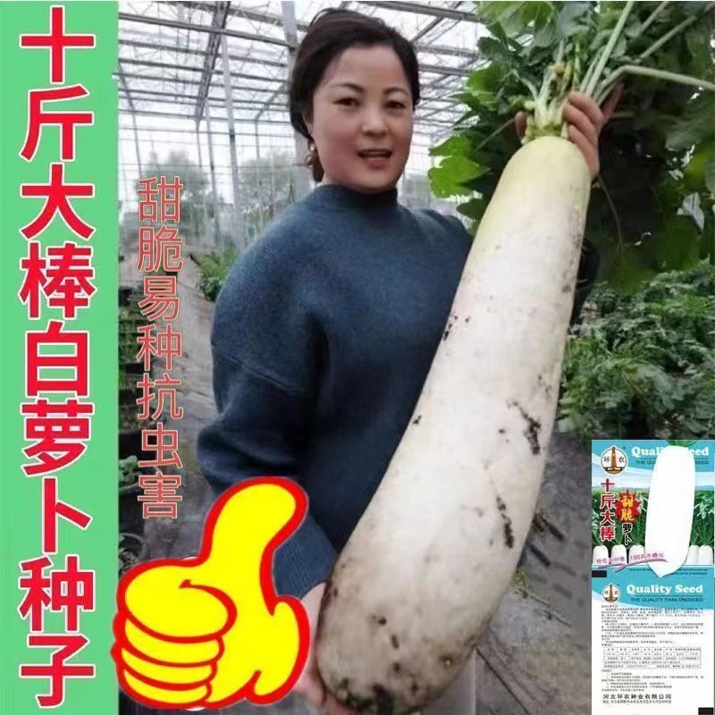 十斤大白萝卜种子120天不空心春不老萝卜夏秋季种籽农家蔬菜种孑