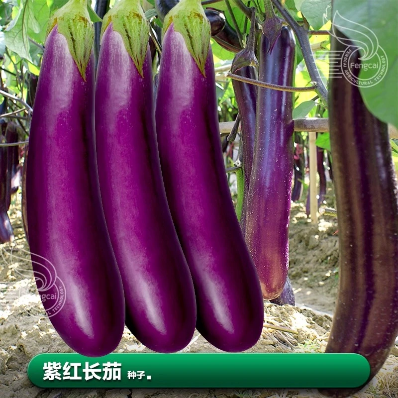 紫红茄子种子莱籽苗夏季高温阳台四季南方种植蔬菜籽菜种籽大全孑